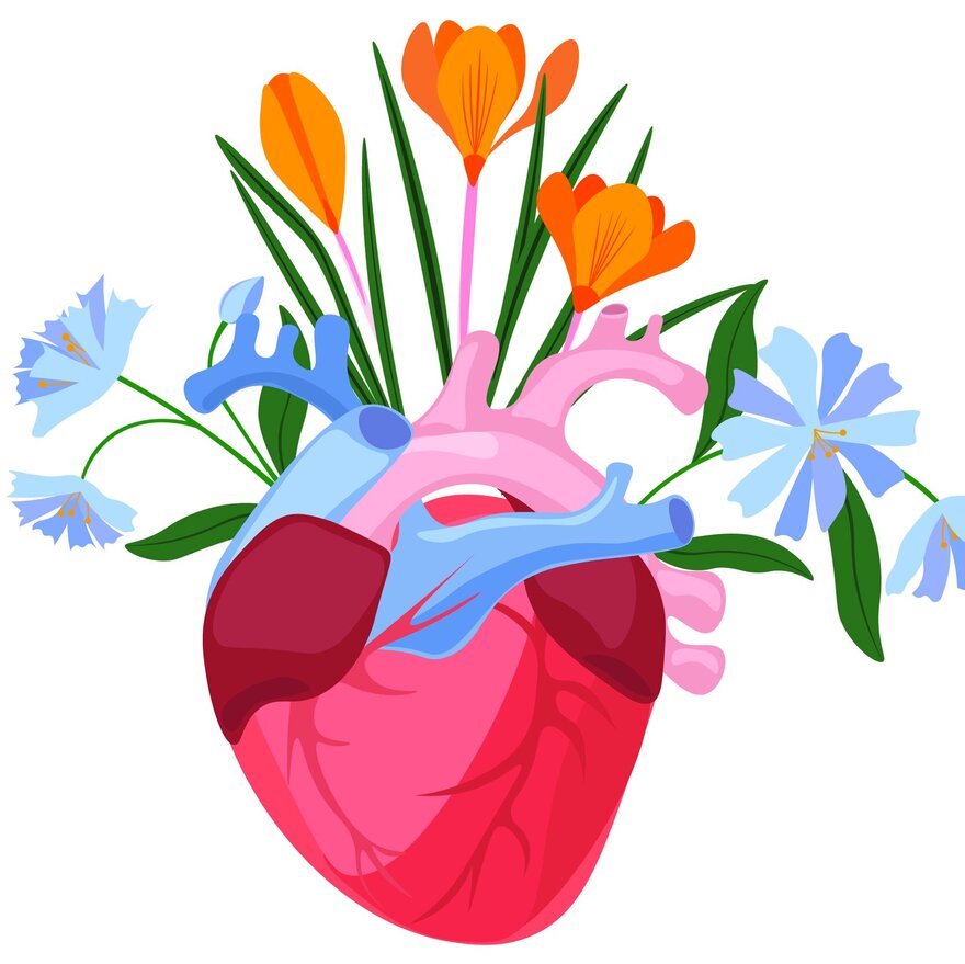 heart 1